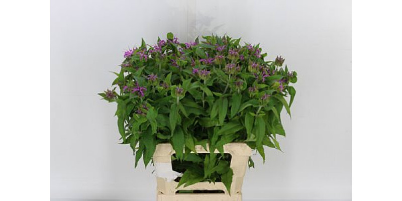 Monarda Pink Supreme 65cm A1