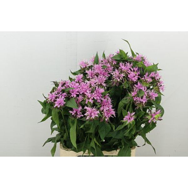 Monarda Pink Supreme 70 cm A1