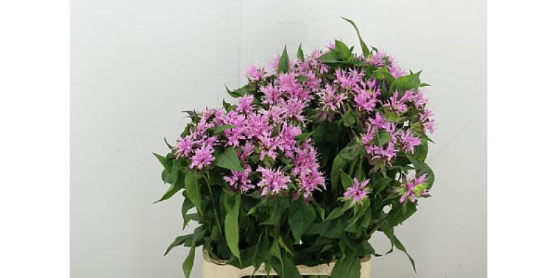Monarda Pink Supreme 70 cm A1