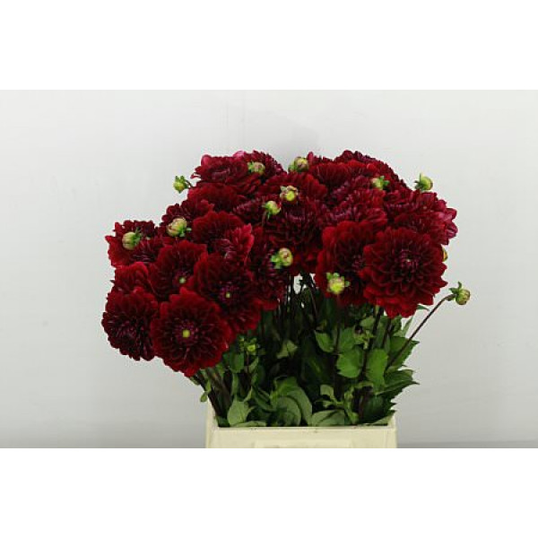 Dahlia Red Runner 57cm A1