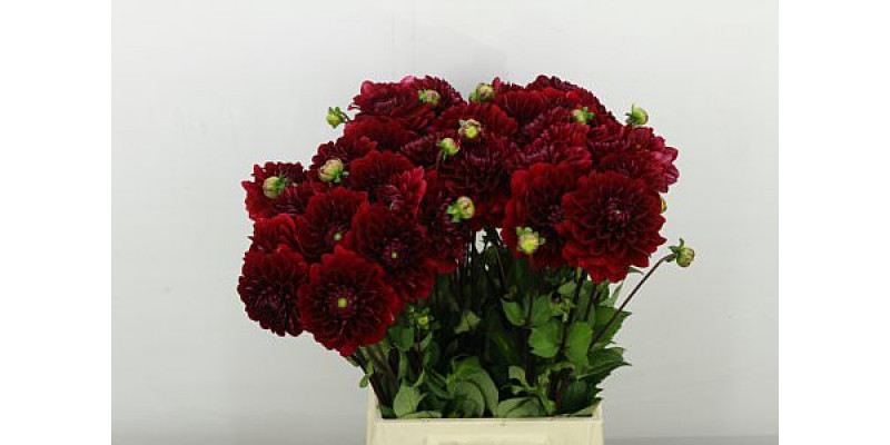 Dahlia Red Runner 57cm A1