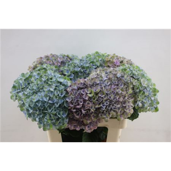 Hydrangea M Revolution Blue 60cm 60cm A1