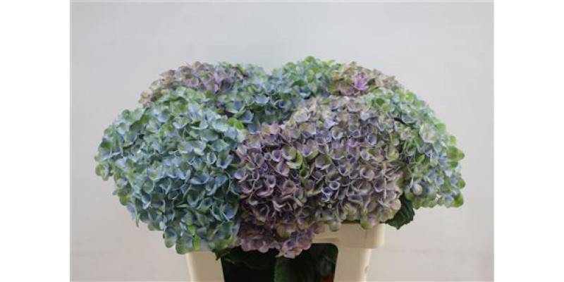 Hydrangea M Revolution Blue 60cm 60cm A1