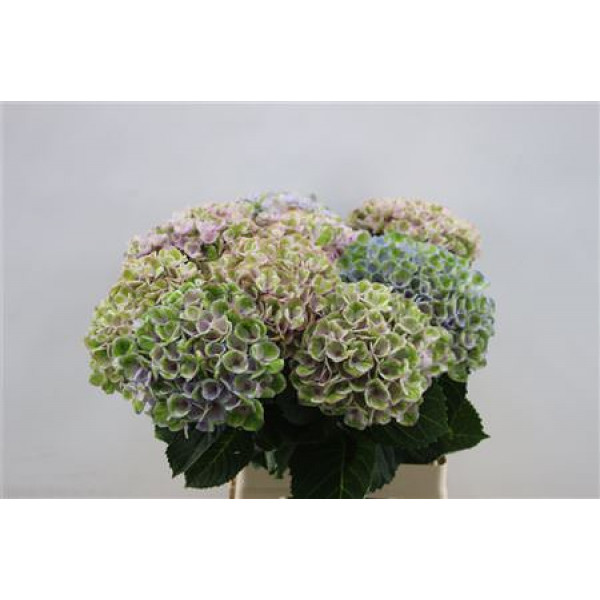 Hydrangea M Revolu Pastel 65cm 65cm A1