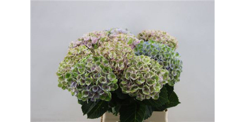 Hydrangea M Revolu Pastel 65cm 65cm A1