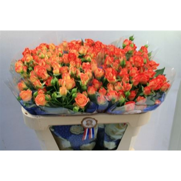 Rose Tr Fiesta Bubbles 70cm A1