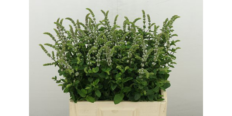 Ment White Juliet 65 cm A1