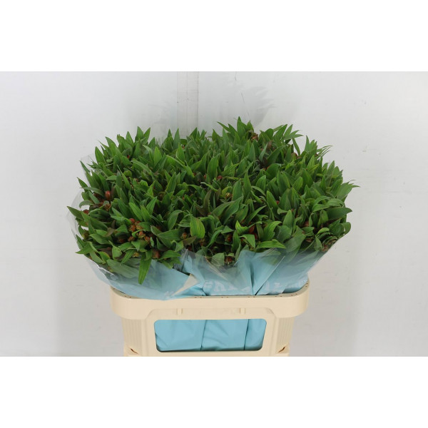 Buy fresh Flowers wholesale