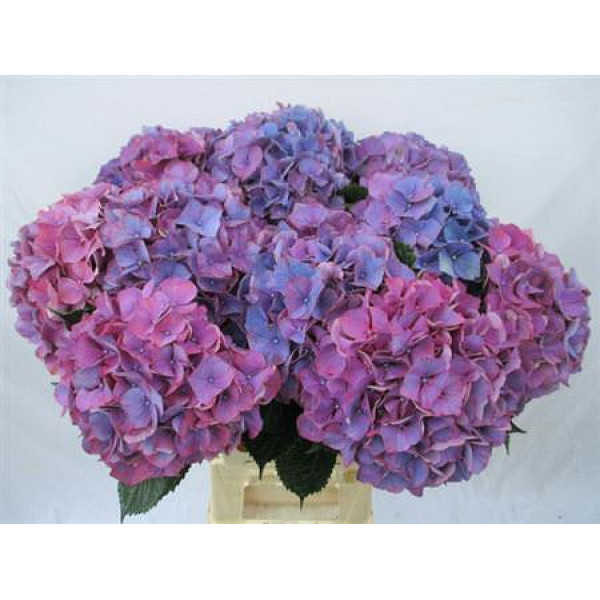 Hydrangea M Purple Haze 60-19 60cm A1