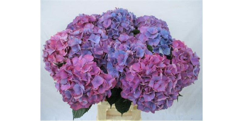 Hydrangea M Purple Haze 60-19 60cm A1