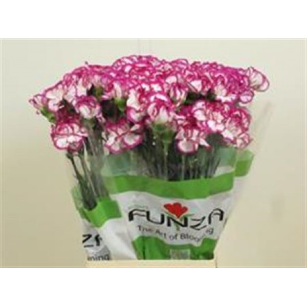 Dianthus St Kino 70cm A1 Col-Bicolor