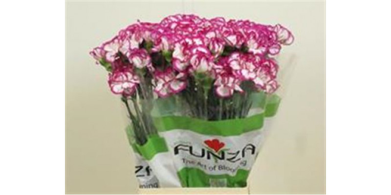 Dianthus St Kino 70cm A1 Col-Bicolor