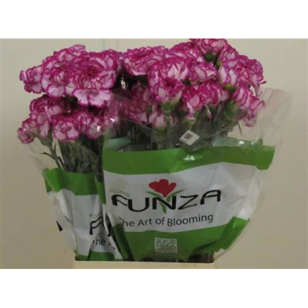 Dianthus St Kino Dark 70cm A1 Col-Bicolor