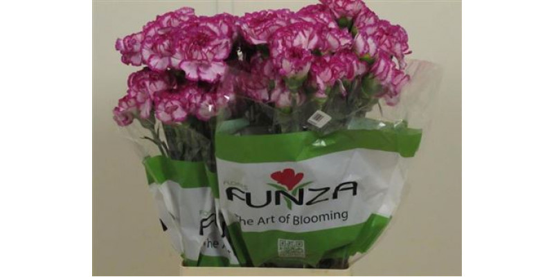 Dianthus St Kino Dark 70cm A1 Col-Bicolor