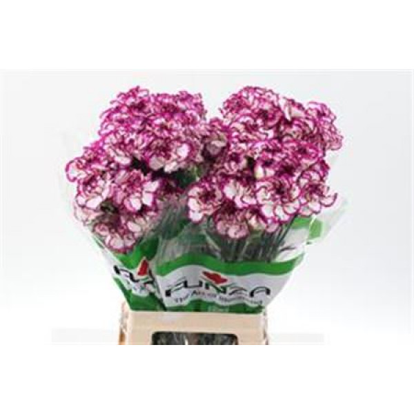 Dianthus St Kino 70cm  Col-White Purple