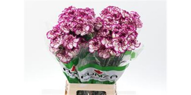 Dianthus St Kino 70cm  Col-White Purple