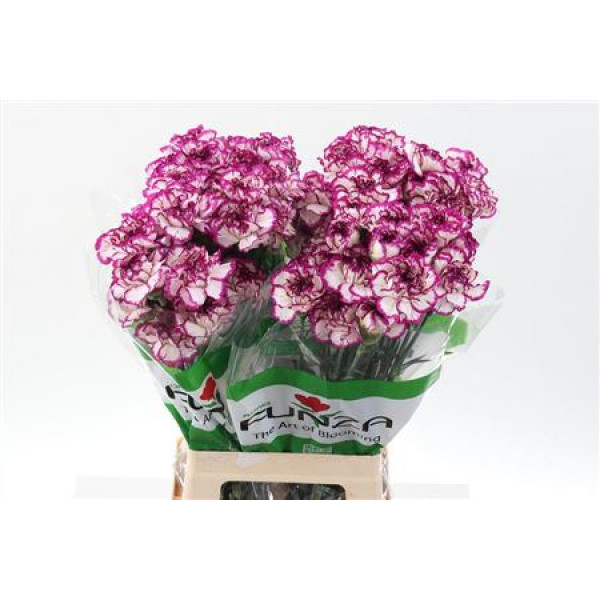 Dianthus St Kino 70cm A1