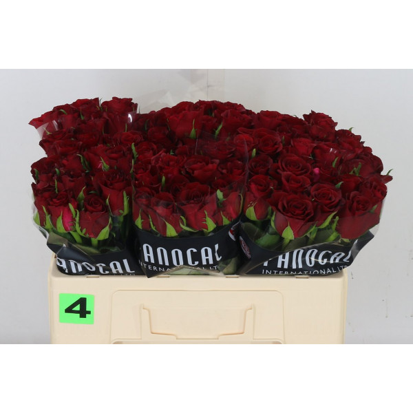 Rose Gr Burgundy 50cm A1 Col-Red