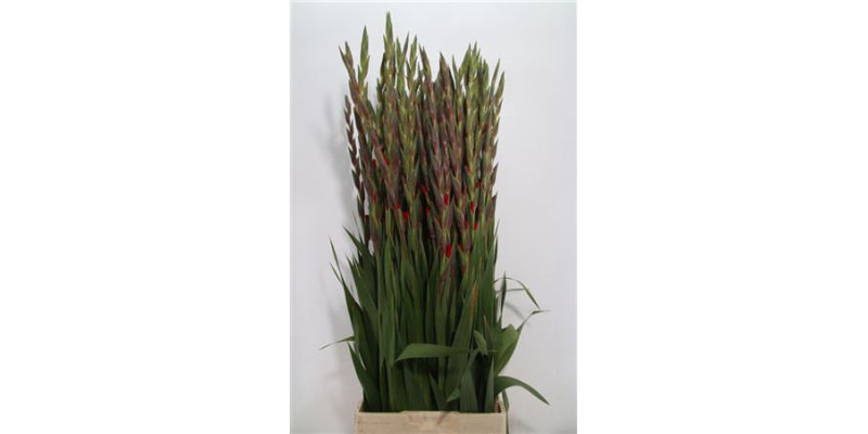 Gladioly Gr Red Balance 125cm A1