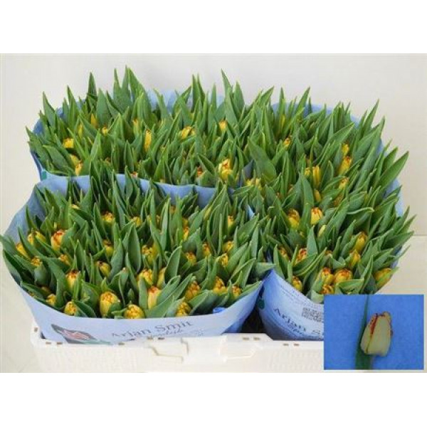 Tulips En Cape Town 35cm A1 Col-Yellow