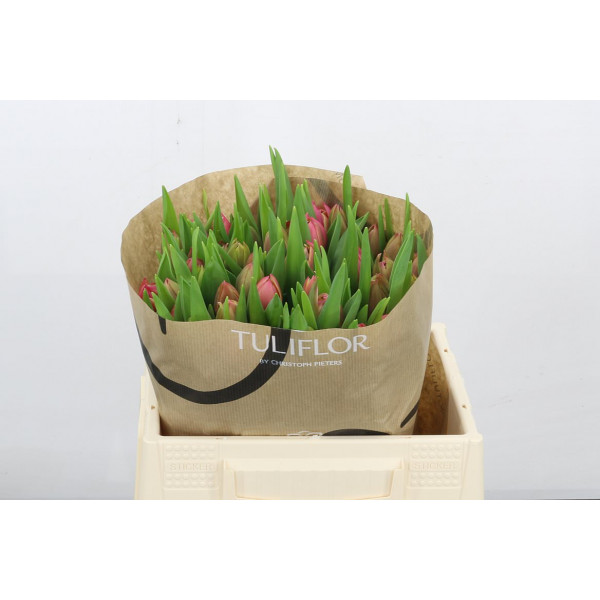 Tulips En Overig Cerise 0cm  Col-Bicolor