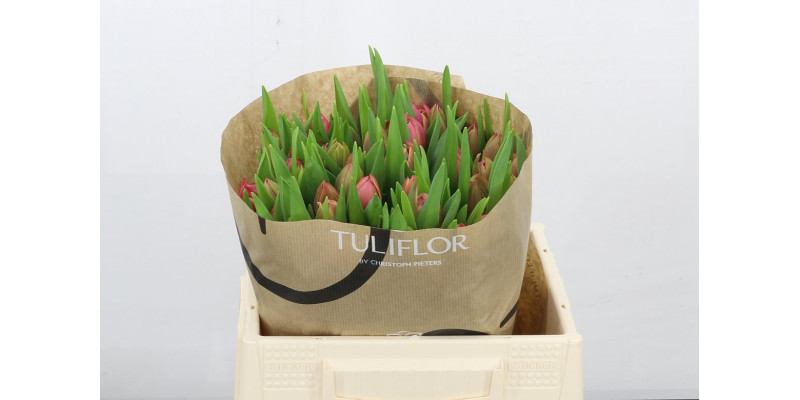 Tulips En Overig Cerise 0cm  Col-Bicolor