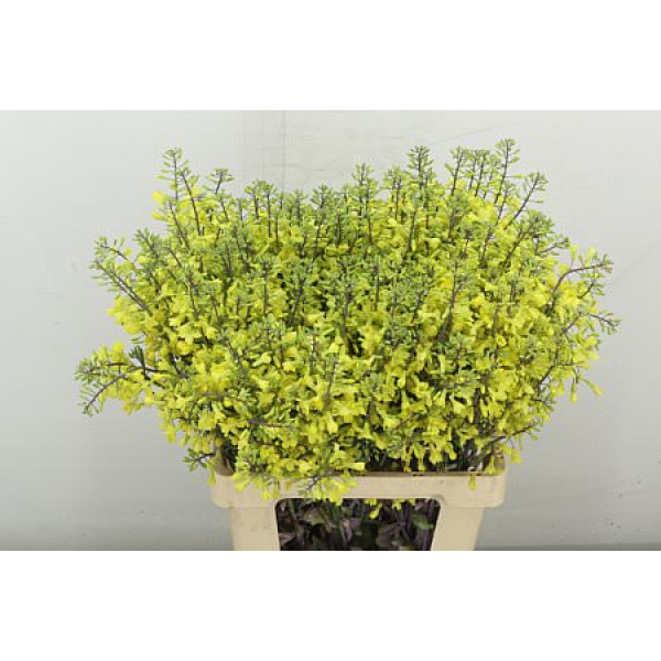 Brassica Doorgroei Geel 70 cm A1