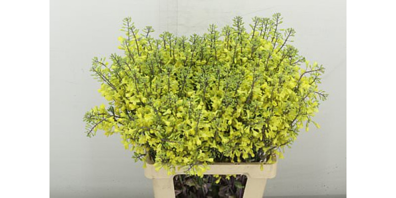 Brassica Doorgroei Geel 70 cm A1