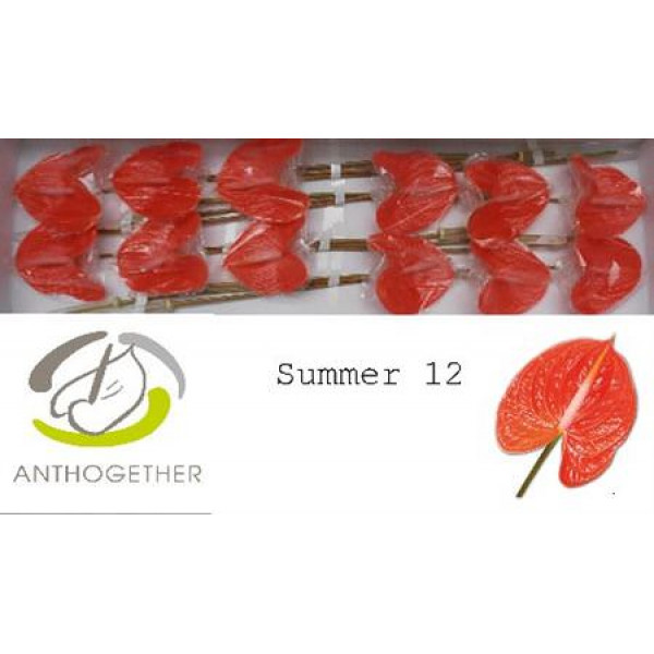 Anthurium A Summer 12  A1