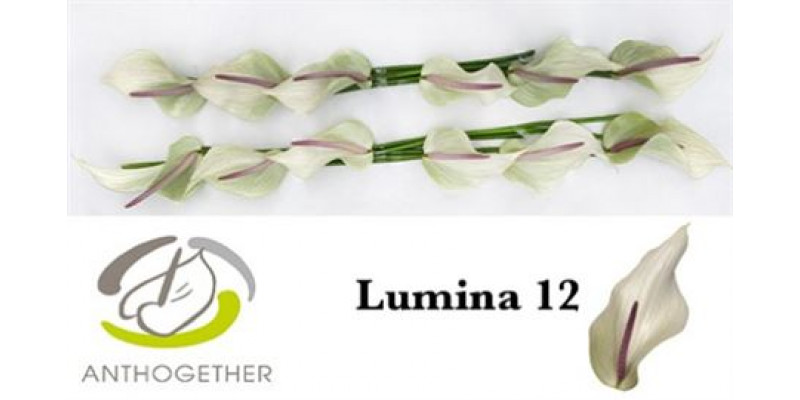 Anthurium Lumina 12  A1