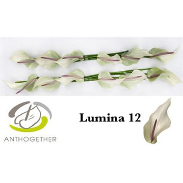 Anthurium Lumina 12  A1