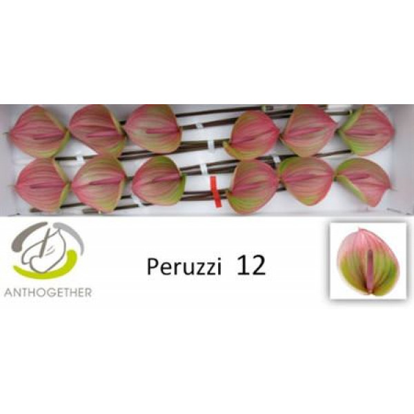 Anthurium A Peruzzi 12 A1