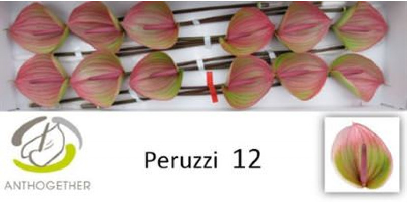 Anthurium A Peruzzi 12 A1