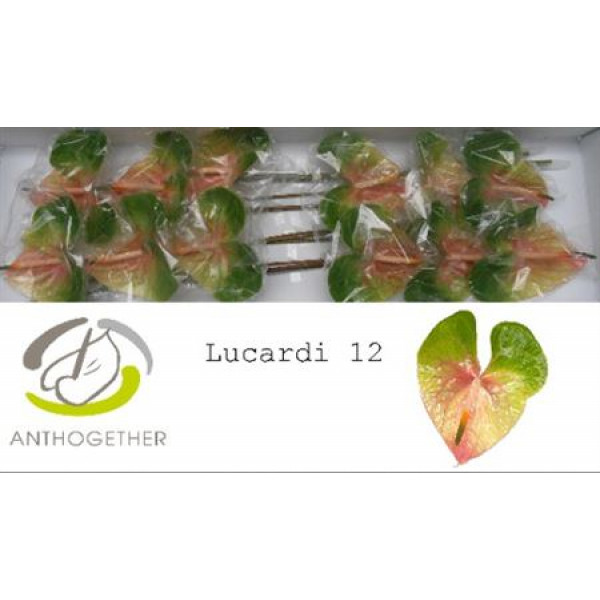 Anthurium A Lucardi 12 A1