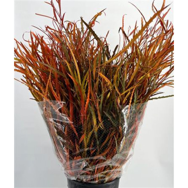 Grevillea Painted Autunno 'de Luxe 70cm A1