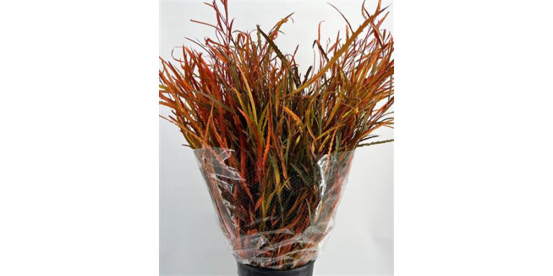 Grevillea Painted Autunno 'de Luxe 70cm A1