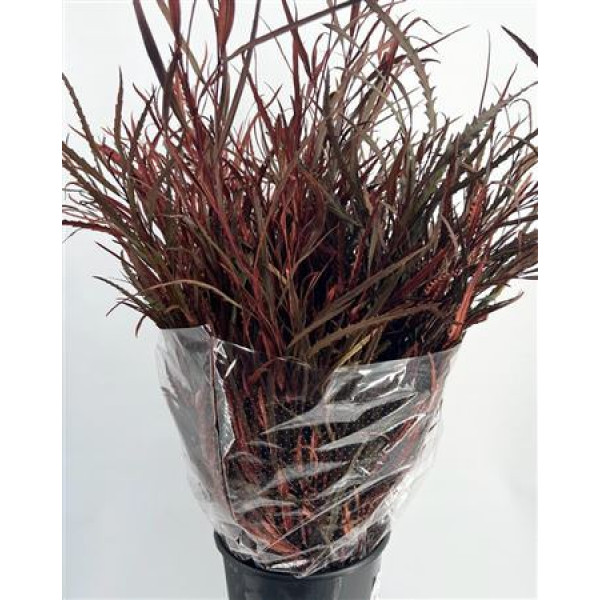 Grevillea Painted Brown 70cm A1