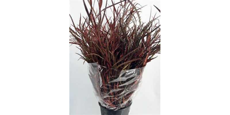 Grevillea Painted Brown 70cm A1