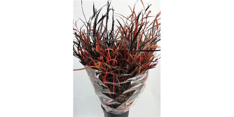 Grevillea Painted Halloween 70cm A1