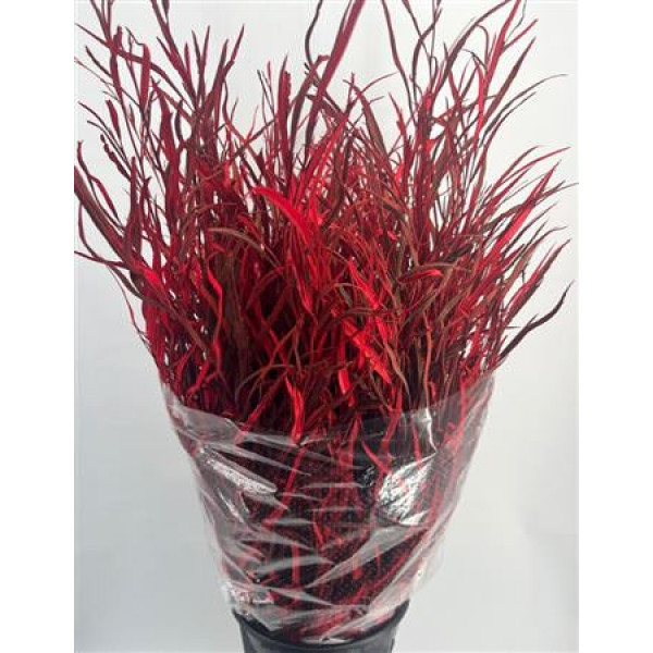 Grevillea Painted Red 70cm A1