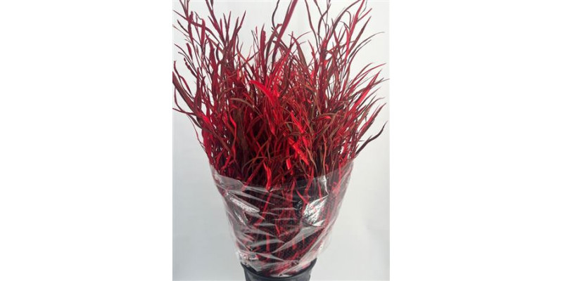 Grevillea Painted Red 70cm A1