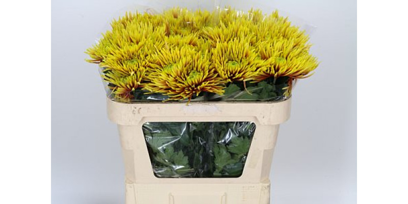 Chrysanthemums G Saffina 70cm A1 Col-Copper