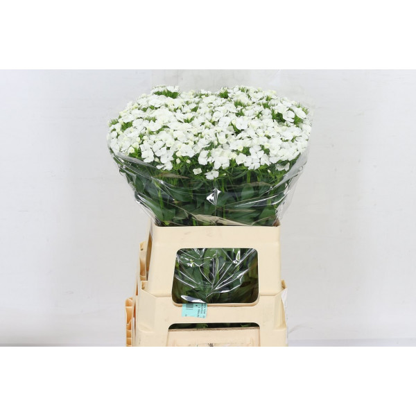 Dianthus Barb Duke Bre 60cm A1 Col-White