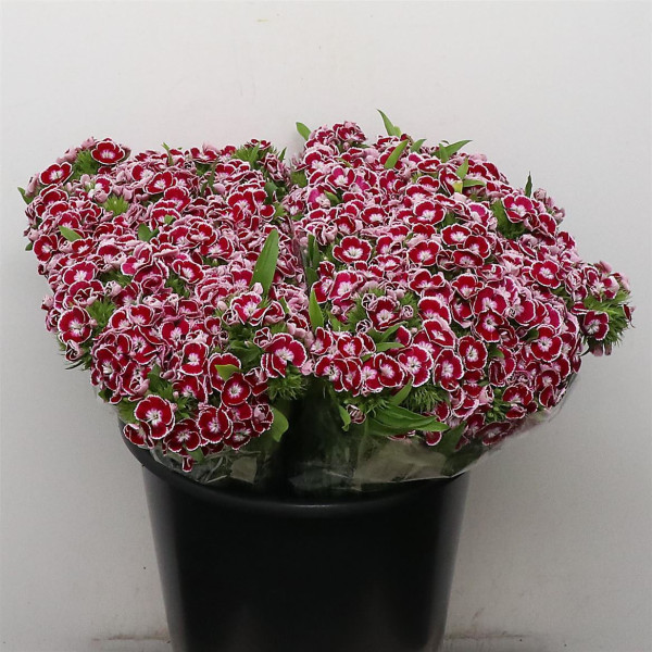 Dianthus Barb King 40 cm 