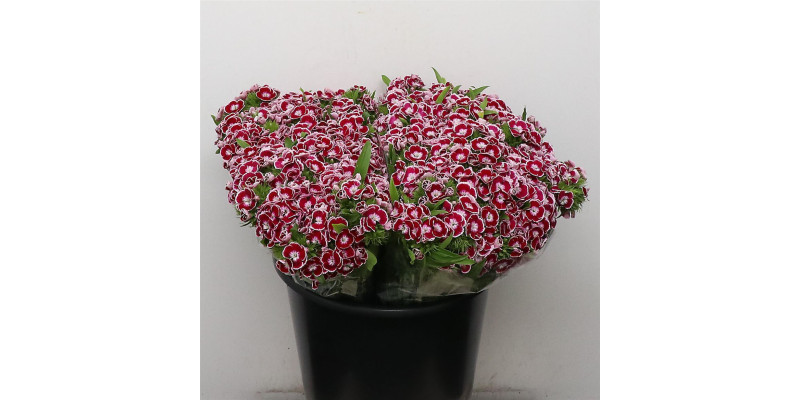 Dianthus Barb King 40 cm 