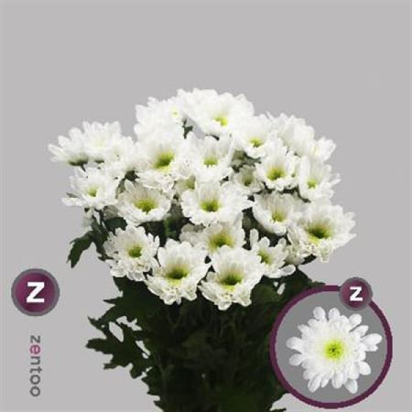 Chrysanthemums T Radost 70cm A1 Col-White