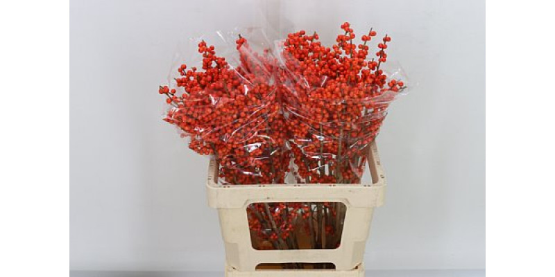 Ilex Ve Mag Times 60cm A1