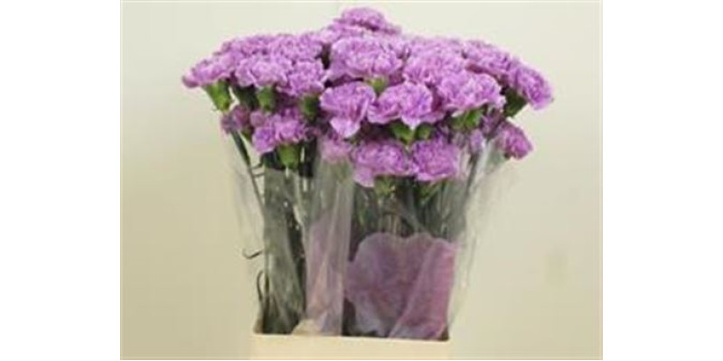 Dianthus St Moonaqua 70cm A1 Col-Milka
