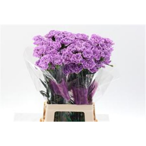 Dianthus St Milka Moonaqua 70cm  Col-Milka