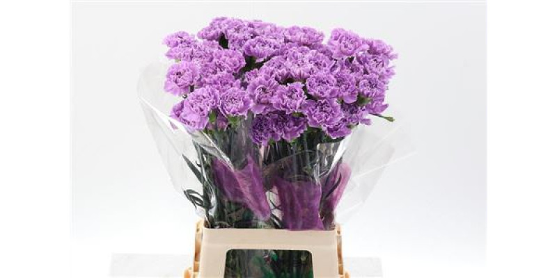 Dianthus St Moonaqua 70cm A1